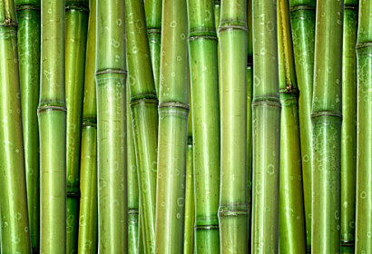 Tapeta bambus drevo 