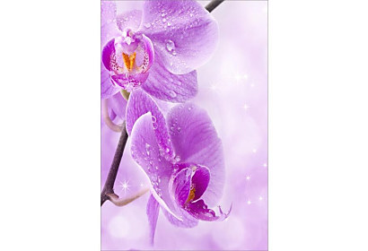 Fototapeta Violet Orchid 6841